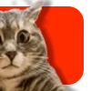 😼